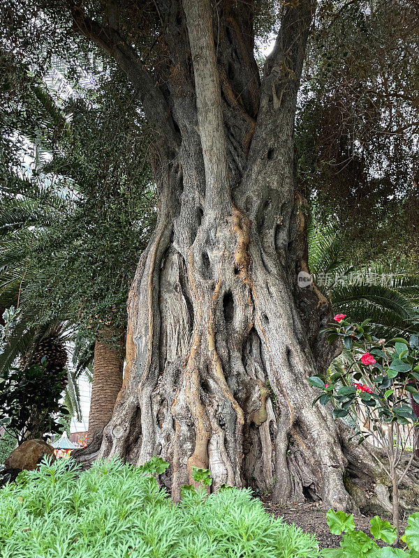 大的，古老的欧洲橄榄树(Olea europaea)的图像扭曲，多节的扶壁，树干和根覆盖着绿色的地衣，重点在前景